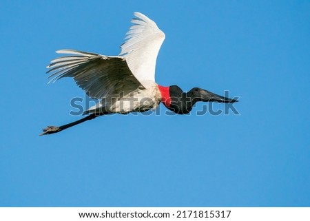 A Jabiru stork in flight with its wings up at Pouso Alegre Lodge, Northern Pantanal, Mato Grosso State, Brazil Royalty-Free Stock Photo #2171815317