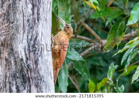 A Great Rufous Woodcreeper looking at the camera at Pouso Alegre Lodge, Northern Pantanal, Mato Grosso State, Brazil