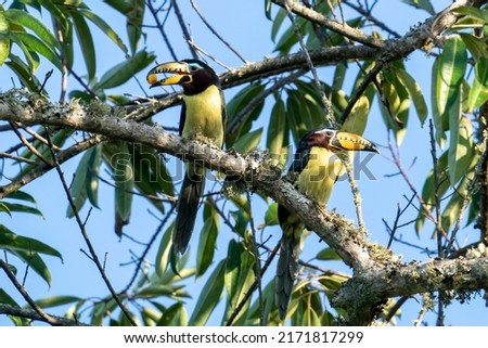 Two Lettered Aracari in a tree at Jamacá das Araras, Chapada dos Guimarães, Mato Grosso State, Brazil