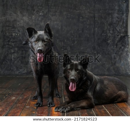 Portrait of two German shepherds of mom and son on a dark background isolated