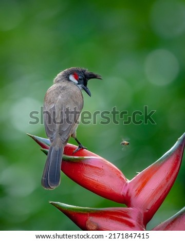 red whiskered bulbul perched on a flower and watching abee  Royalty-Free Stock Photo #2171847415