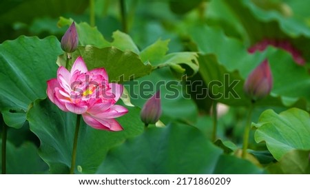Lotus flowers and buds in the pond.