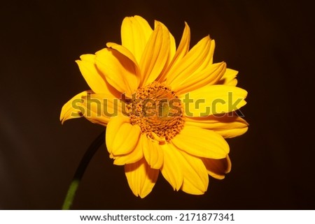 Yellow flower blossoming macro botanical background heliopsis helianthoides family compositae big size metal prints high quality nature picture
