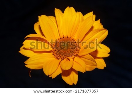 Yellow flower blossoming macro botanical background heliopsis helianthoides family compositae big size metal prints high quality nature picture