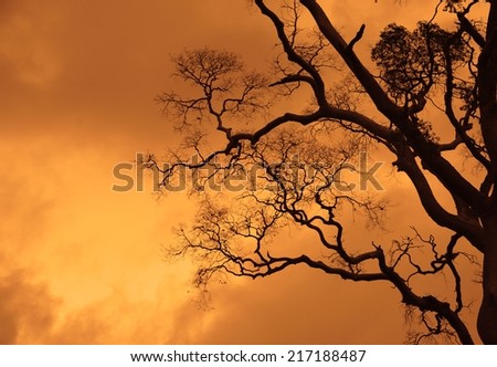 shadows of trees on the bloody orange sunset