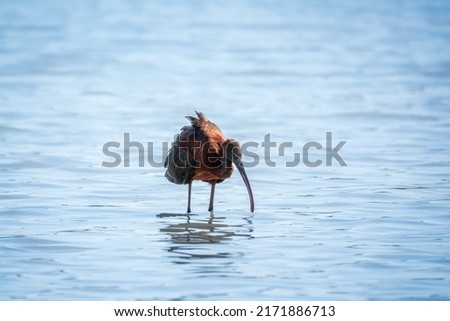 The glossy ibis, latin name Plegadis falcinellus, searching for food in the shallow lagoon. A brown ibis stands in the water on the shore of the lake.