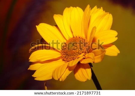 Yellow flower blossom close up botanical background heliopsis helianthoides family compositae big size metal prints high quality nature picture