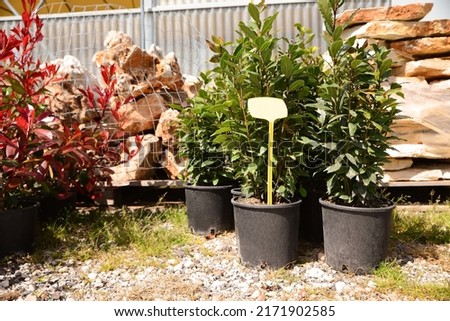 Many pots with bay laurel plants outdoors on sunny day