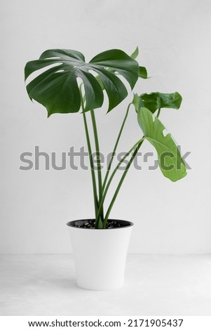 Beautiful monstera deliciosa or Swiss cheese plant in a modern white flower pot on a light background. Home gardening concept. Selective focus Royalty-Free Stock Photo #2171905437