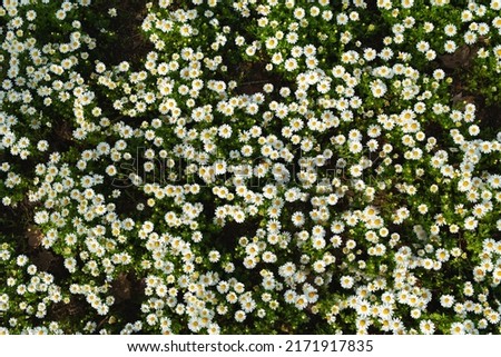 Beautiful blossom daisy flowers background top view