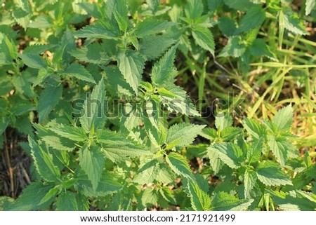 Photo of a plant nettle. Nettle with fluffy green leaves. Background Plant nettle grows in the ground. Nettle on a natural background in the morning