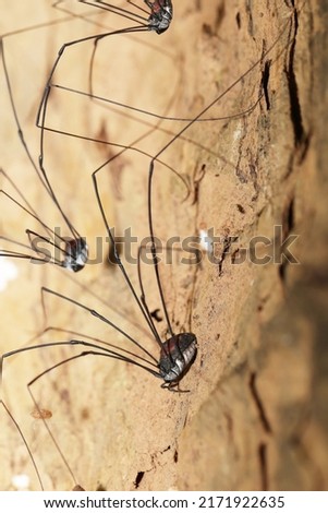 The long leg spider on the tree