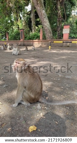 sitting long tail monkey photo
