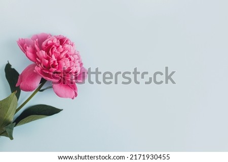 Beautiful peony composition on pastel blue paper, flat lay. Creative floral image, stylish greeting card. Fresh pink peony flowers on blue background, space for text