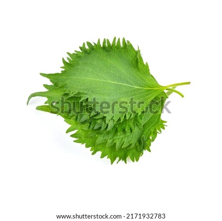 Fresh Green Shiso (perilla frutescens) or Oba leaf on white background.