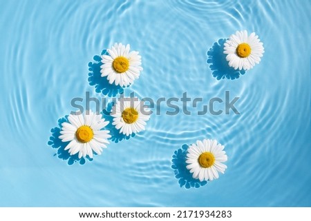 Chamomile flowers are floating, stains from a drop on the water. Top view, flat lay.