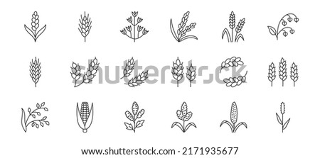 Cereals doodle illustration including icons - pearl millet, agriculture, wheat, barley, rice, maize, timothy grass, buckwheat, proso, sorghum. Thin line art about grain plants. Editable Stroke Royalty-Free Stock Photo #2171935677