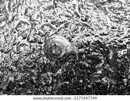 Big garden snail in shell crawling on wet road hurry home, snail Helix consist of edible tasty food coiled shell to protect body, natural animal snail in shell from slime can made nourishing cream