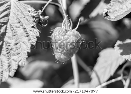 Photography from whole ripe berry red raspberry, long stem leaf for medicament medicine, raspberry photo consisting of branch berry, peel mature red sweet food, eat fresh red berry raspberry on health