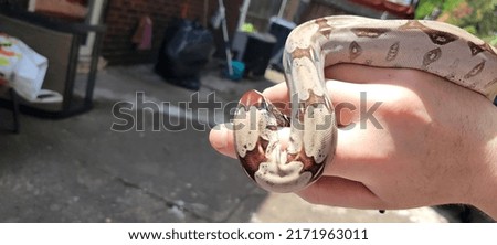 Amazing True redtail Suriname boa constrictor  Royalty-Free Stock Photo #2171963011