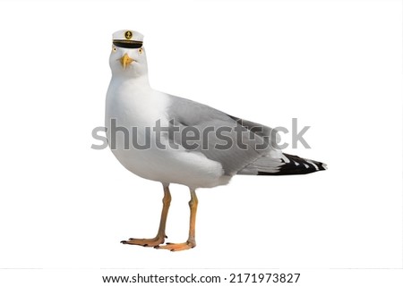 Seagull in sea cap isolated on white background