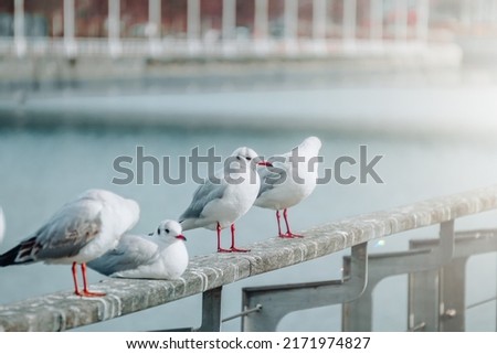 saegulls resting in the seaport