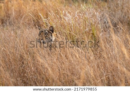 Indian wild female bengal tiger or panthera tigris tigris camouflage in grass at bandhavgarh national park forest madhya pradesh india asia Royalty-Free Stock Photo #2171979855
