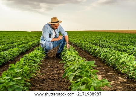 Farmer is examining crops  in his growing soybean field. Royalty-Free Stock Photo #2171988987