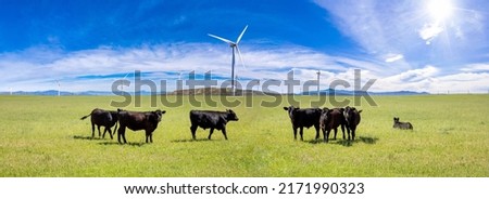 Black Angus cows in the countryside. Cattles in a pasture, looking at the camera, green field, clear blue sky in a sunny spring day, Texas, USA. Royalty-Free Stock Photo #2171990323
