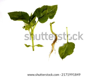 The picture shows green shoots of a sunflower and a separate root system.
