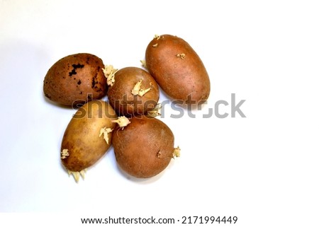 The picture shows several tubers of planting potatoes with sprouts.