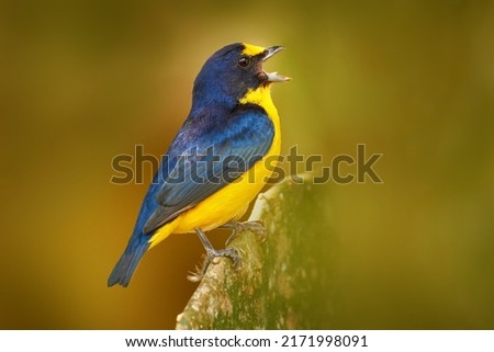 Yellow-throated Euphonia, Euphonia hirundinacea, blue and yellow exotic bird from the Costa rica. Birdwatching in South America. Tanager with clear green background.