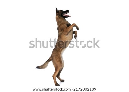 side view of cute police dog standing on back legs and panting while looking up and being curious in front of white background in studio