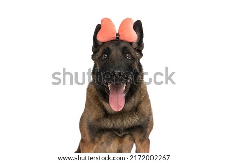 sweet little malinois dog with bowtie headband sticking out tongue and panting on white background while looking up in studio