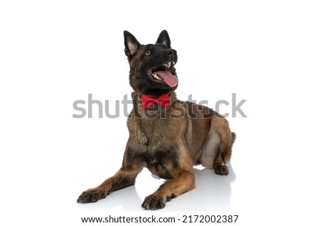 enthusiastic belgian malinois dog looking up and sticking out tongue while laying down and wearing red bowtie on white background in studio