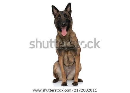 happy little shepherd dog sticking out tongue and panting while sitting isolated on white background in studio