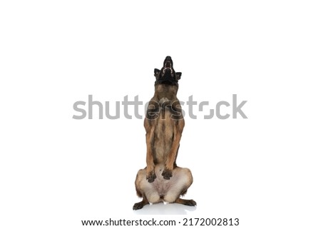curious belgian shepherd dog sitting on back legs and looking up while panting and asking for food on white background in studio