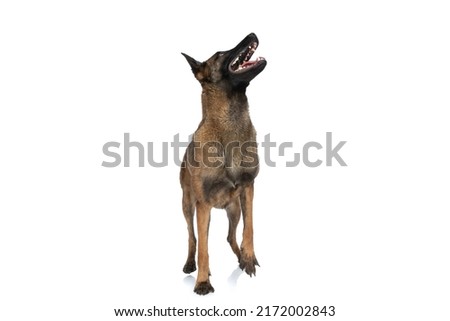 playful belgian shepherd puppy looking up, panting and being curious and excited on white background in studio