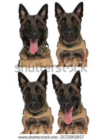 collage. of 4 picture with belgian shepherd dog sticking out tongue, wearing body harness and being happy in front of white background in studio