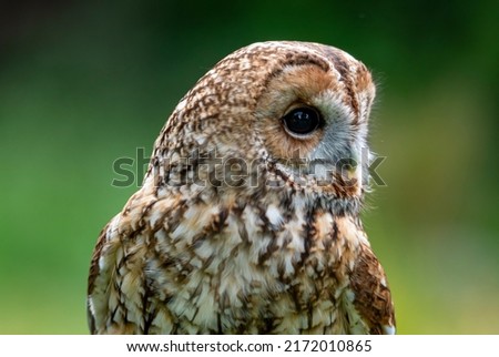 Close-Up of Cute Tawny Owl