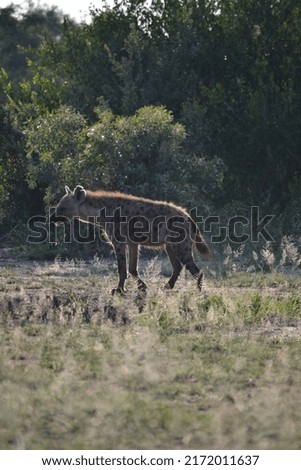 wild hyena roaming the nature