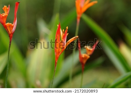 The photo showing a colorful tropical flower of Golden torch. It is a herbaceous plant growing about 1.5-2m tall.