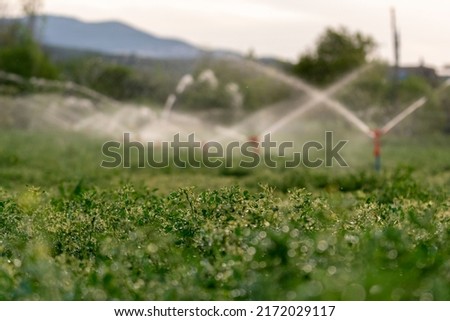 Irrigation moment of field taken with selective focus.