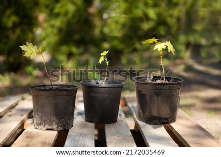 potted maple seedlings. Row of young maple trees in plastic pots. Seedling trees in plant nursery. Royalty-Free Stock Photo #2172035469