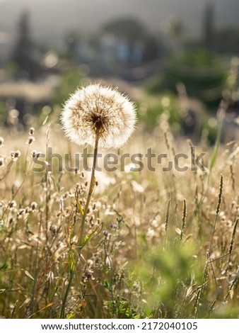 selective focus of dandelion or common dandelion flower (Taraxacum officinale) in springtime at sunset with blurred background Royalty-Free Stock Photo #2172040105