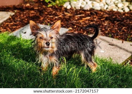 Portrait of a young cute Yorkshire terrier on a grass. Model has slim body type and very friendly face expression with cute brown and black fur and fluffy hairs.