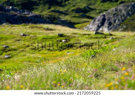 Close-up of hiking trail with meadow and flowers at the south side of Swiss Gotthard Pass on a sunny summer day. Photo taken June 25th, 2022, Gotthard Pass, Switzerland.