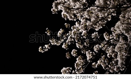 Japanese cherry blossoms cannot be overlooked even at night