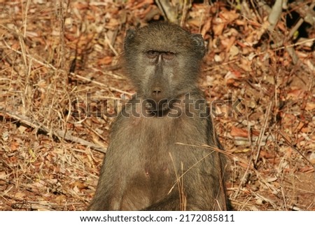 Chacma Baboons basking in the early morning sun, Kruger National Park, South Africa