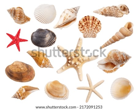 Variety of seashells and starfish isolated on white background. Collection of seashells for you design. Royalty-Free Stock Photo #2172091253